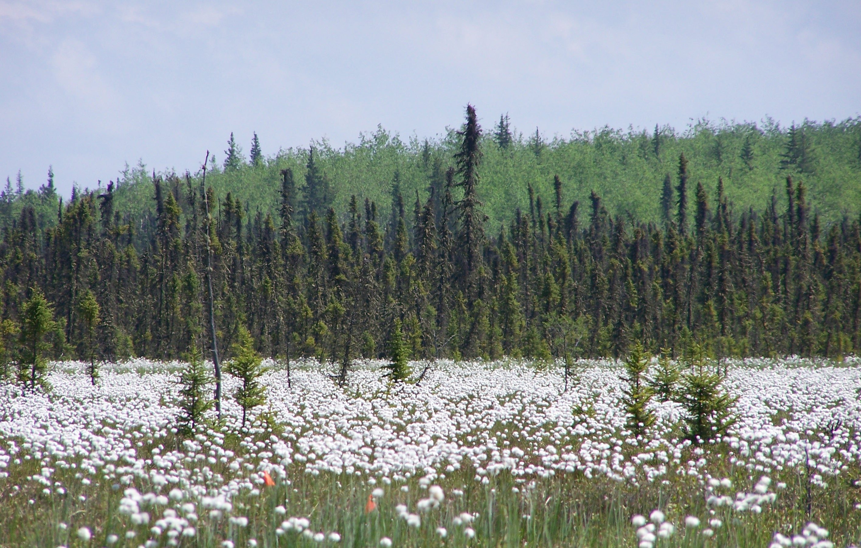 Wabasca Fen