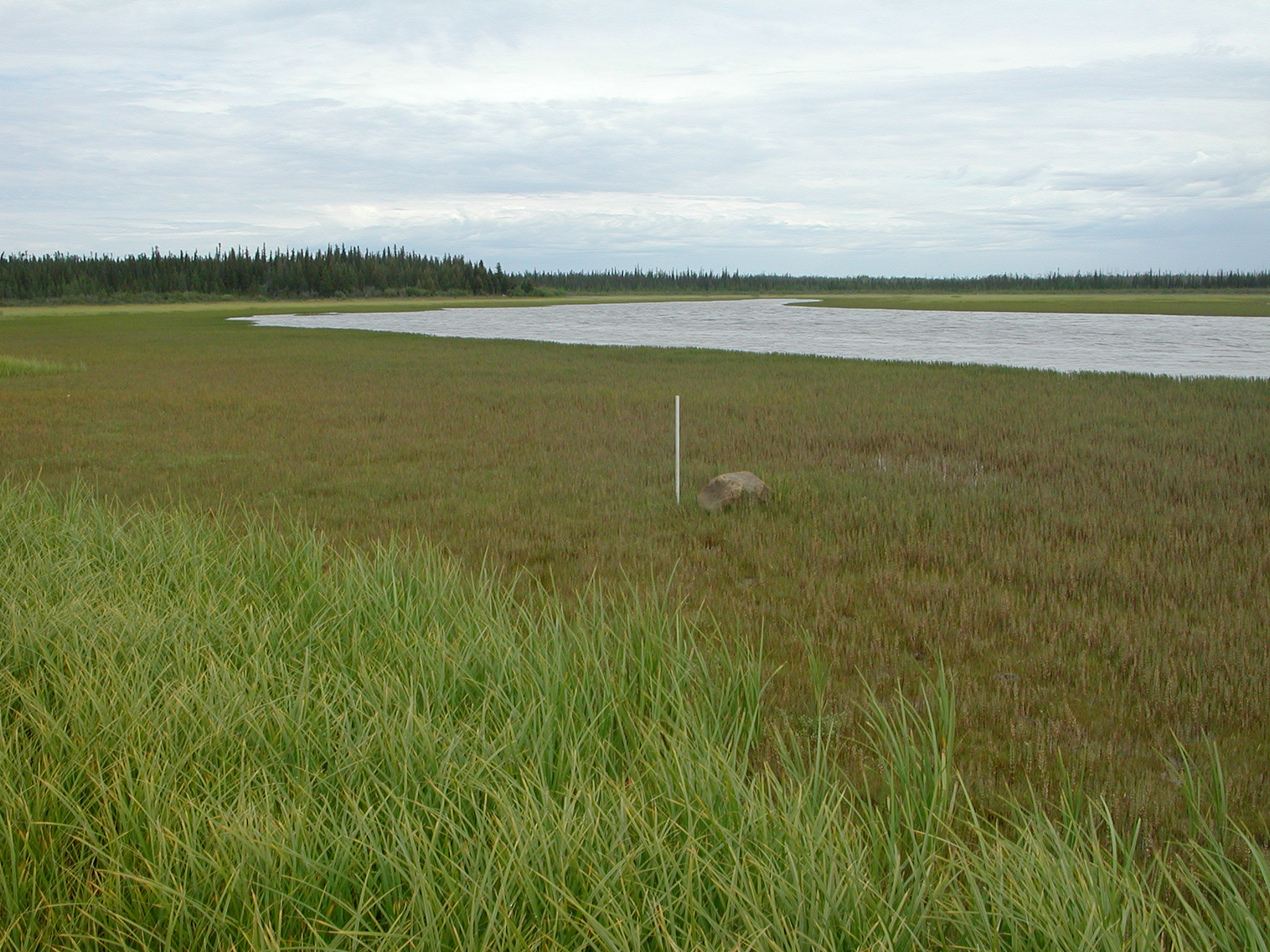 saltmarsh in James Bay